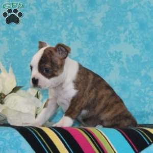 Pineapple, Boston Terrier Puppy